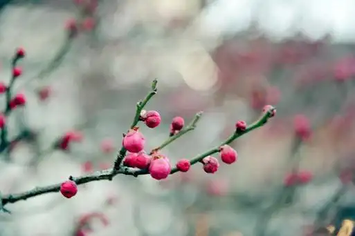 小亭初报一枝梅,惹起江南归兴.