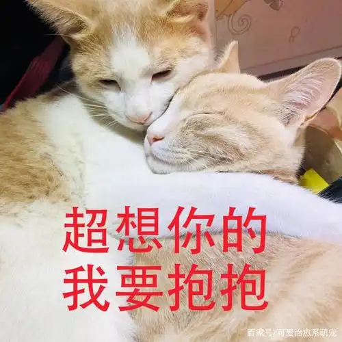 一组撩人的猫咪表情包,撒娇专用!火速收藏