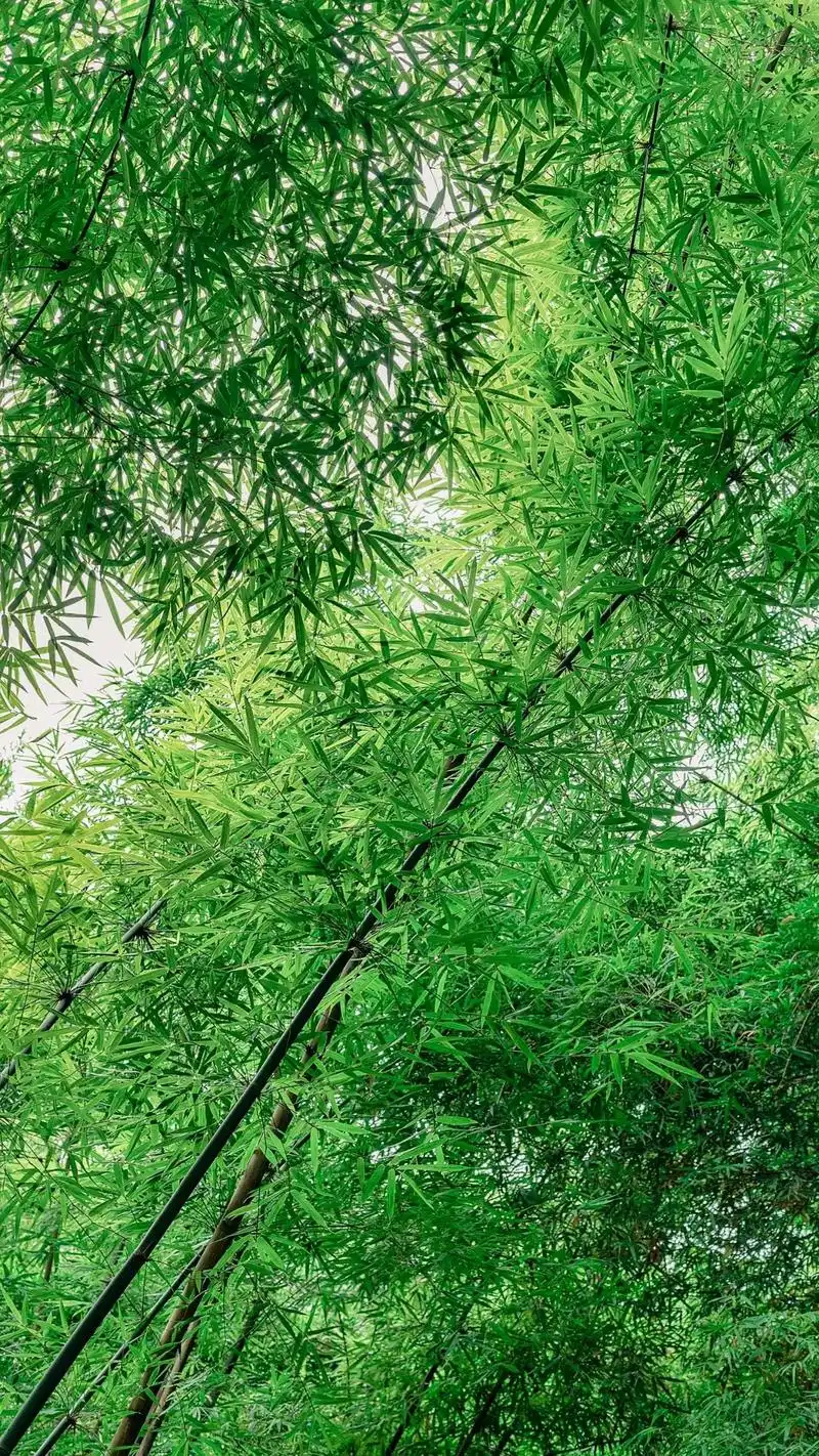 真的好爱竹子06 #竹林 #感受大自然的气息和美景 #治愈系 - 抖音