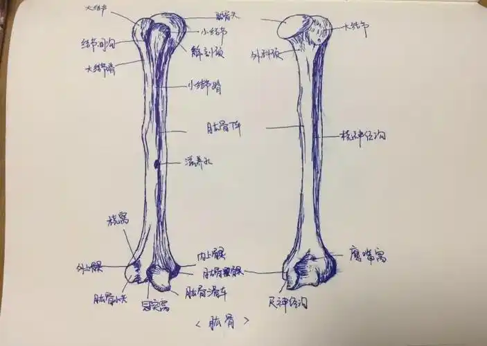 一笔一画,把人体局部解剖图画下来,骨头,血管,关节……她用手绘的方式