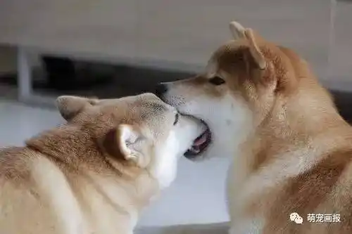 这个虐狗的日子,连阿柴都秀恩爱了!