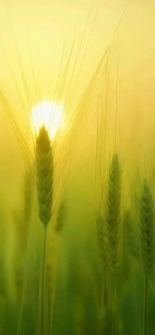 壁纸 | 高清养眼绿色壁纸,熬夜党看过来