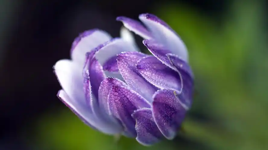 非洲雏菊花5k图片壁纸(小清新静态壁纸) - 静态壁纸下载 - 元气壁纸