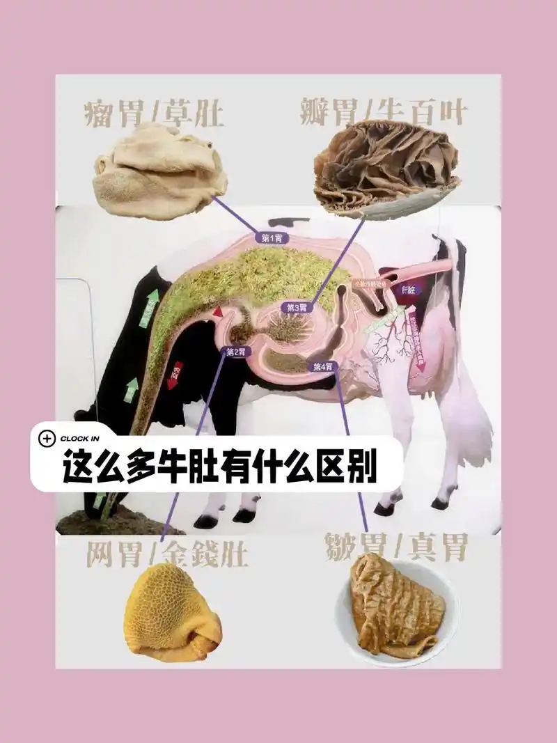 牛有四个胃,分别为瘤胃(草肚),网胃(金钱肚),重瓣胃(百叶/毛肚),皱胃