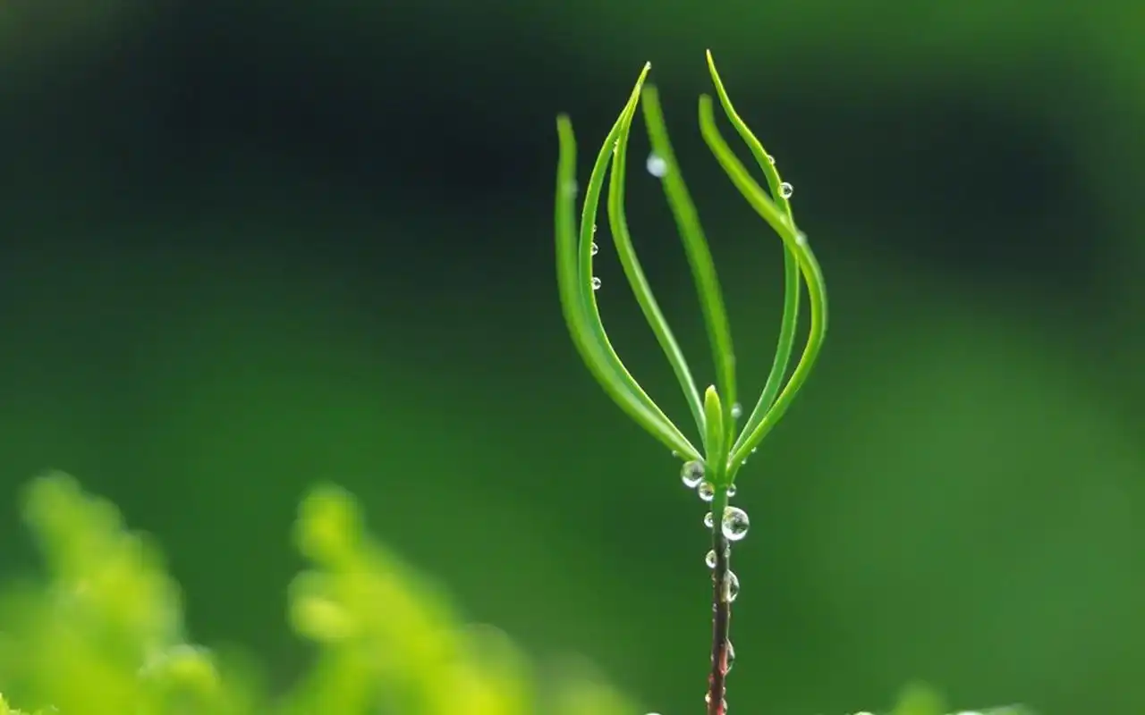 超清护眼绿色植物图片宽屏壁纸高清大图预览1920x1200_植物壁纸下载_