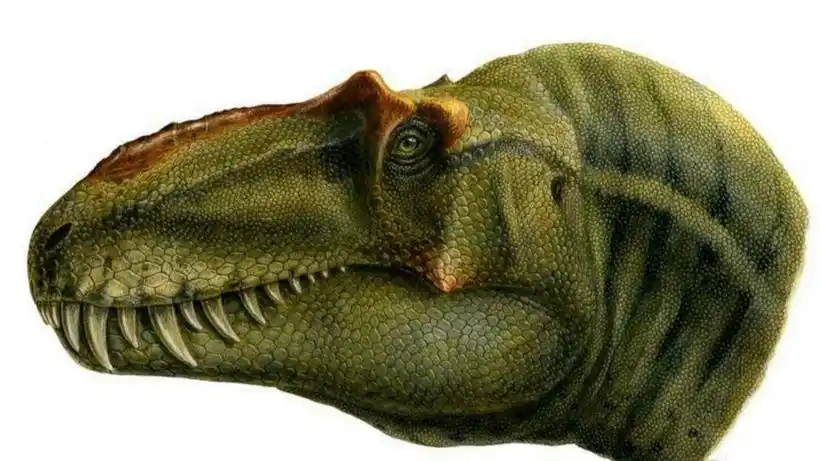 恐龙图鉴(6)暴龙科恐龙图鉴