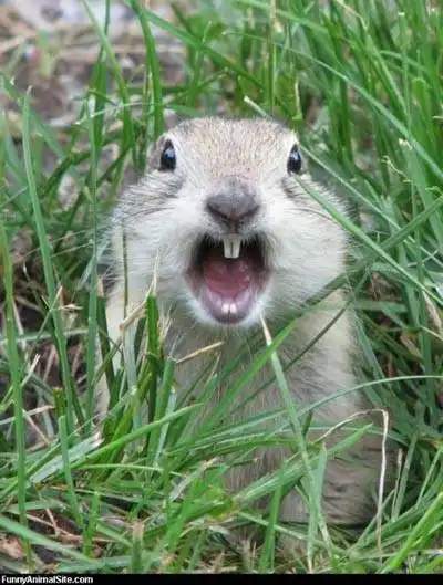 让你哈哈大笑的无敌松鼠