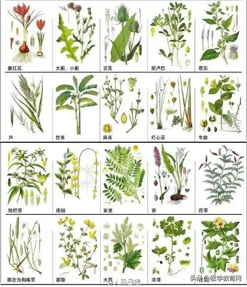 中药的名称有哪些,中草药名称大全 查询