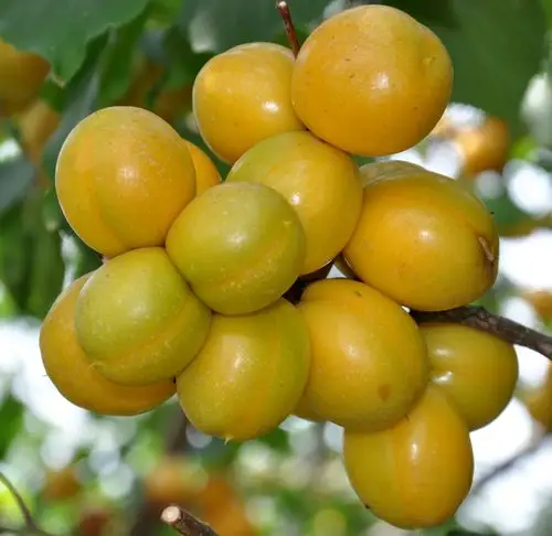 "金光"杏梅开摘,持证可享免费品尝,"买五送一" - 美篇