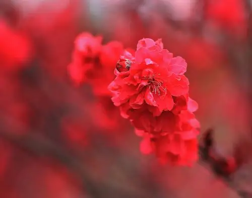 大红色的桃花,特别惹眼.(摄影:钟戈)