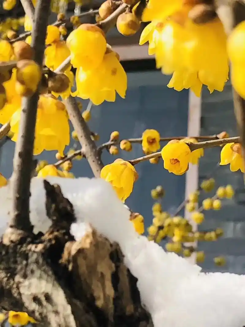 傲雪寒梅#腊梅飘香 #腊梅盛开 #唯美意境 #愿所有美好不期 - 抖音