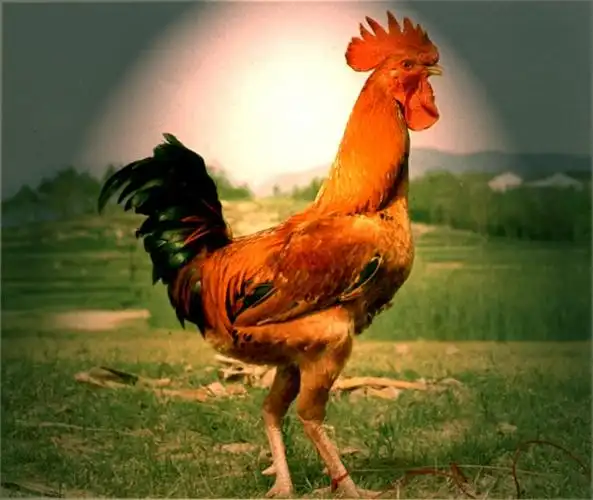 仙居鸡(公)二,生产性能属小型蛋用鸡品种.