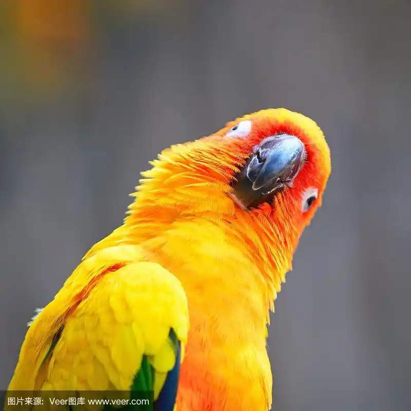 金太阳鹦鹉,锥尾鹦鹉,自然,野生动物,鸟类
