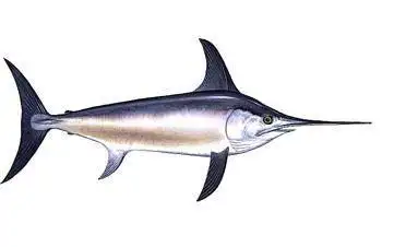 世界上已知捕获的最大的箭鱼箭鱼王306米长412斤重