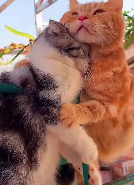 开心之王两只猫的爱情