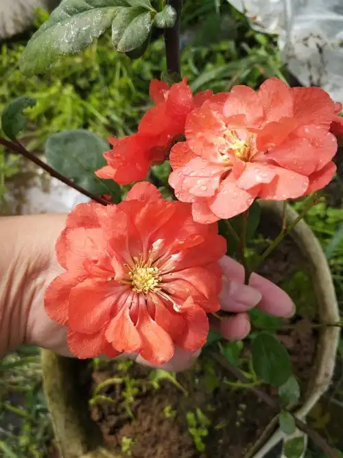 富贵王子小苗富贵王子海棠,富贵王子3-5公分