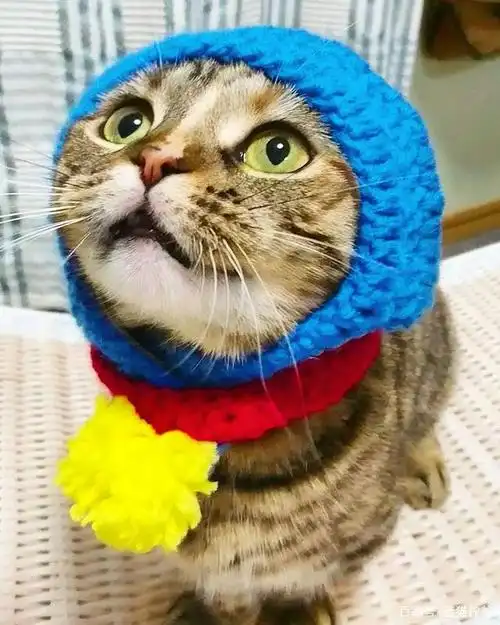 当猫咪戴上帽子