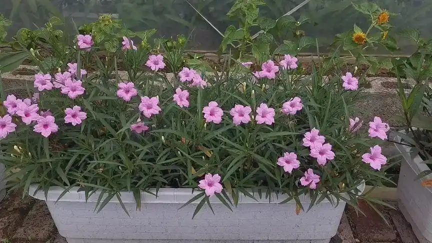 矮生粉色翠芦莉,长条花槽种植效果.