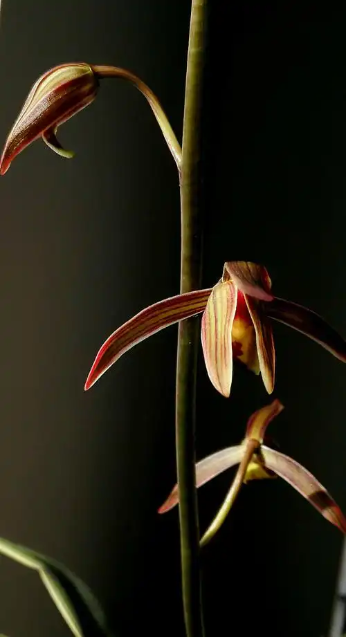 其它 墨兰花贺春2植物文化 墨兰还叫报岁兰,入岁兰,因为它在每年大寒