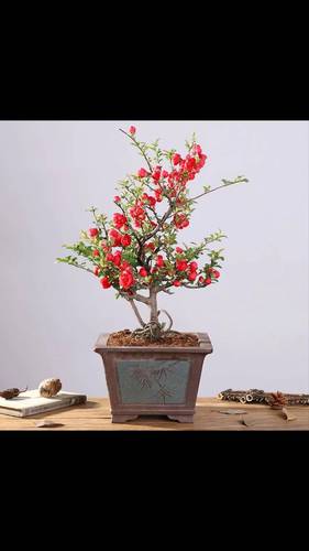 海棠精品造型盆景 一物一拍