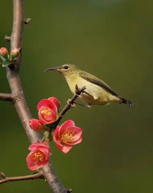 终于拍到心中想要的花鸟图了