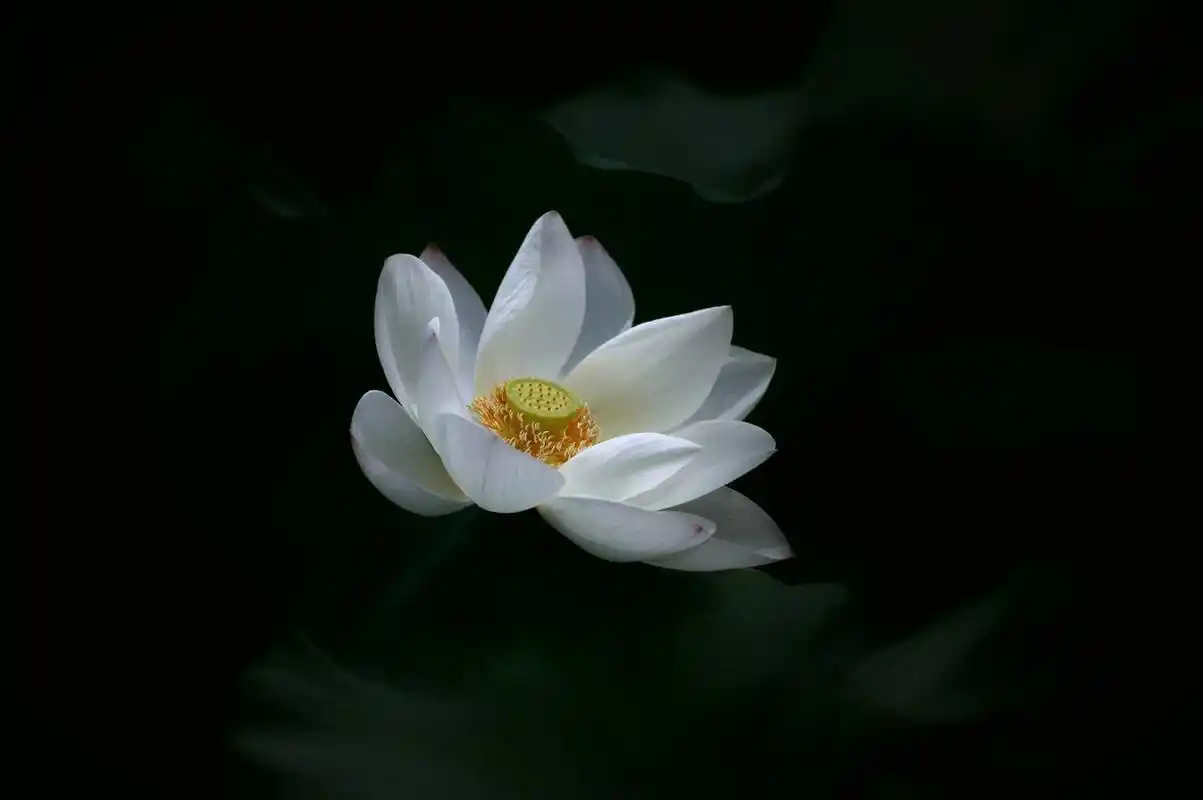 觉知禅修:山水清心处,禅韵渡人心