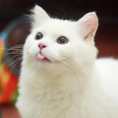 爱吐舌的小猫咪max萌头像