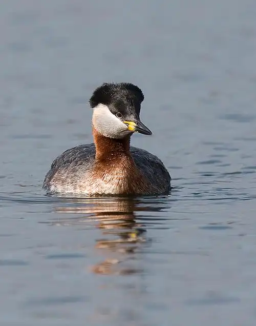 p>赤颈鸊鷉(pìtī)( a target="_blank" href="/item/学名/8074290"