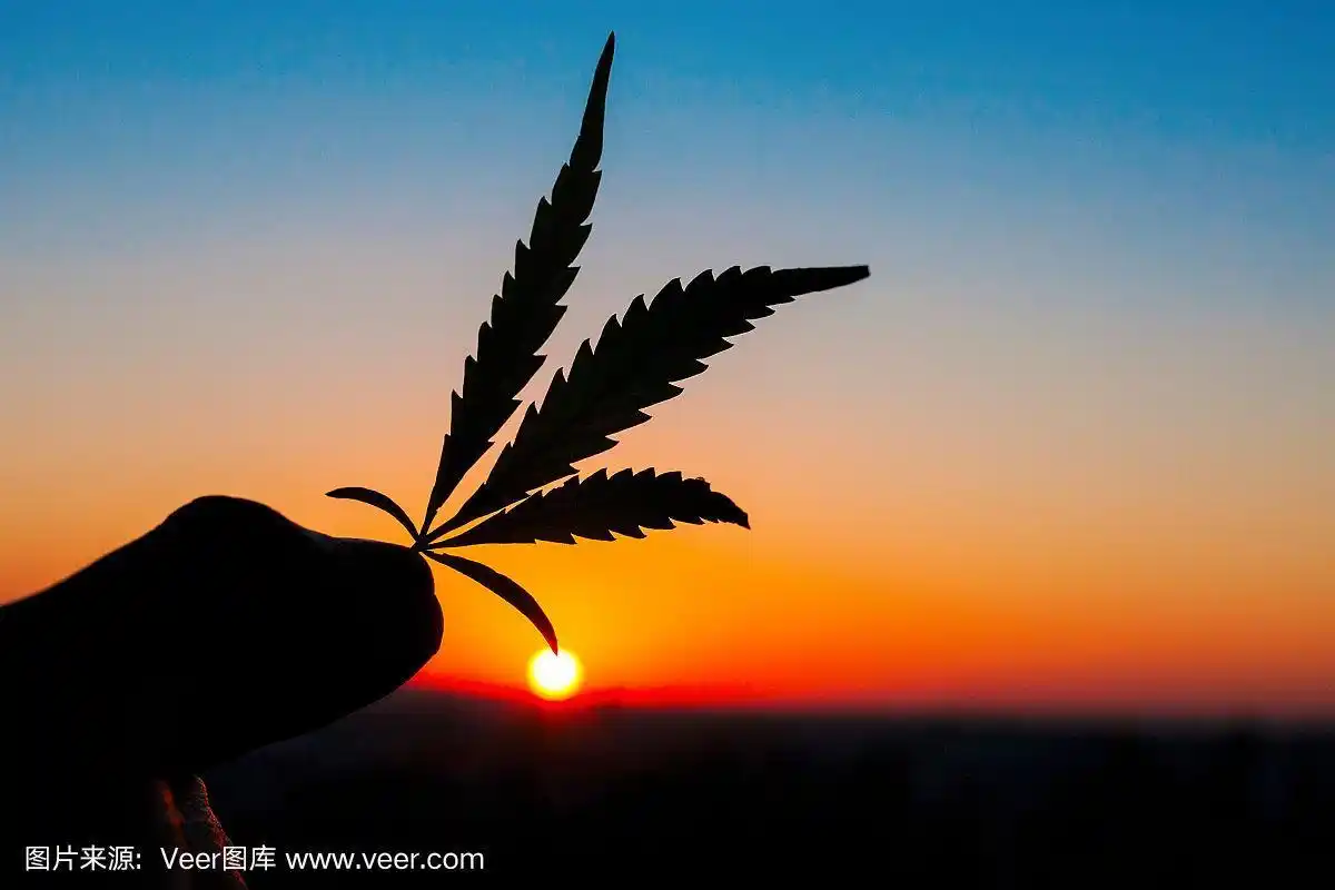 大麻叶子的背景夕阳天空与阳光