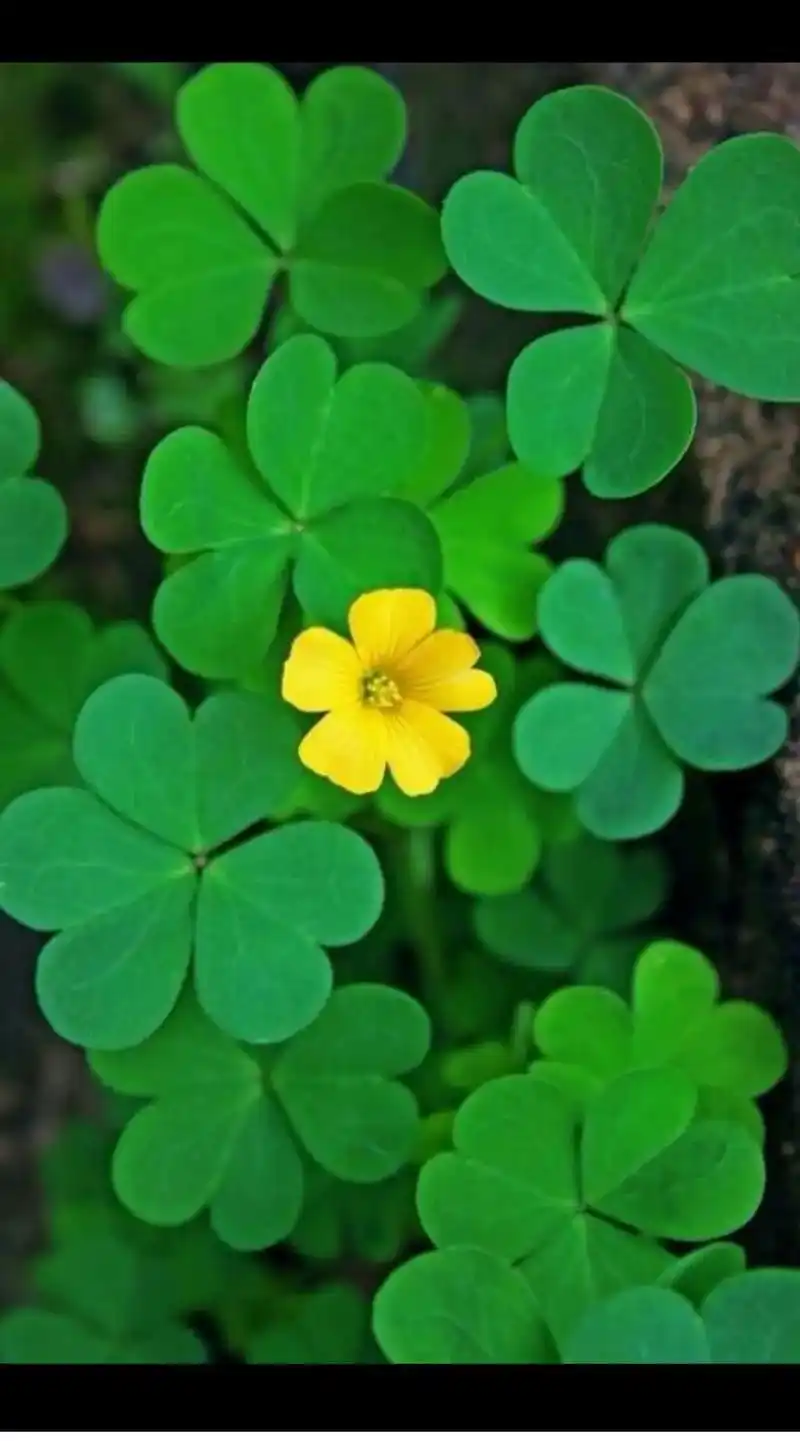 抖音图文来了 # 花语# 四叶草 四叶草又名"幸运草,花语:"幸福"