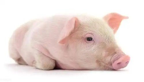 (猪病鉴定)从猪的眼睛里发现猪病