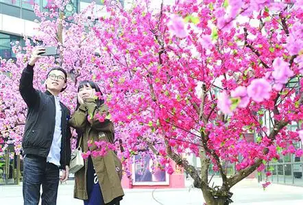 晨报记者 何雯亚大宁音乐广场的桃花休憩 区昨天吸引了众多情侣.