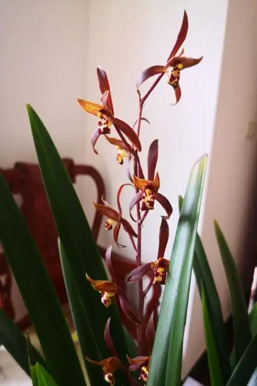 兰花什么样子(什么是玉兰花什么样子)