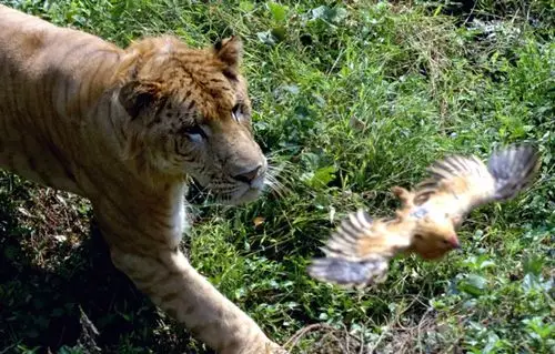 10月8日,一只狮虎兽在海南热带野生动植物园捕食.新华社