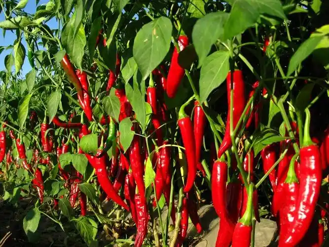 含维生素最多的蔬菜是辣椒,每百克辣椒维生素c含量高达198毫克