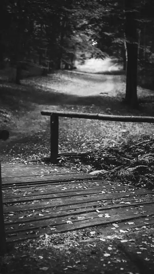 森林的木栅道黑白色系唯美,高清图片,手机壁纸