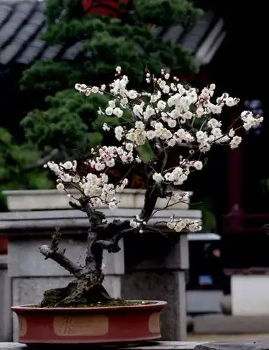 图片以上只是梅花盆景造型的几种常见手法,其实还有很多造型手法,诸如