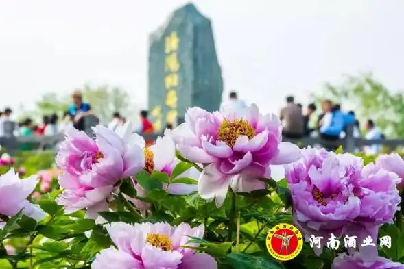 杜康冠名第38届中国洛阳牡丹文化节开幕式_河南酒业网