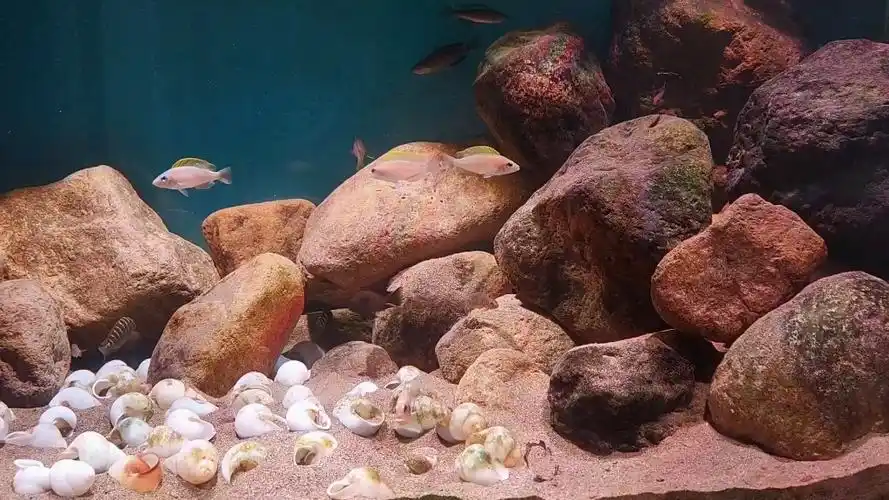 三湖慈鲷 坦湖造景 卷贝