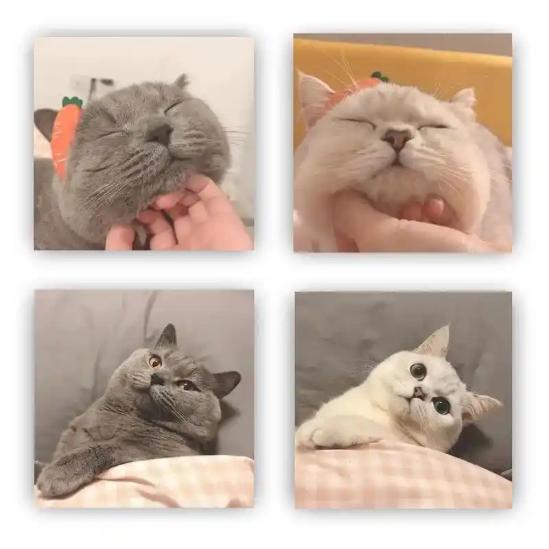 来一波猫咪情侣头像艾特你的宝一起换猫咪头像
