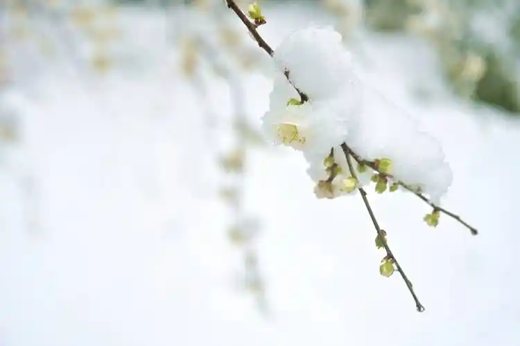 寒梅恋雪 花雪相宜_白鹿湾_白梅_银城