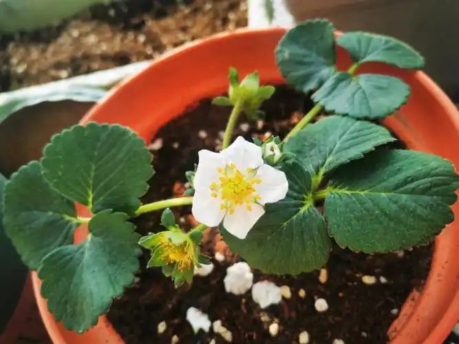 草莓盆栽