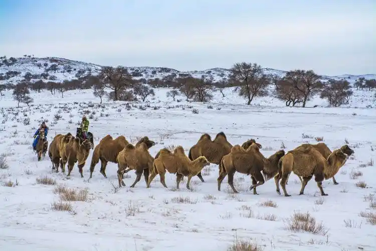 中国的稀树草原