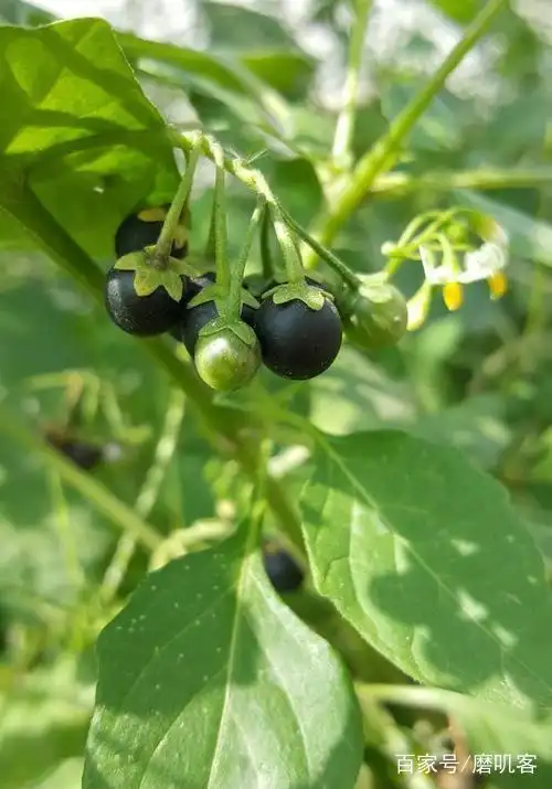 一个时代的记忆,也是那个时代孩子们的零食,叫龙葵草的一种植物