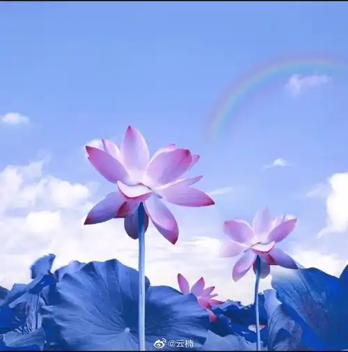 超好看的荷花头像,快叫你的妈妈换微信头像.#妈妈的荷花头像上新了