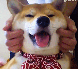 宠物gif图狗狗对你的爱就是尽力配合你的表情