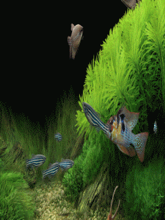 240_320竖版 竖屏gif 动态图 动图