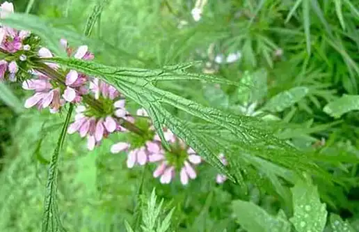 益母草的养颜作用得益于其活血的功效,此外,益母草中的硒和锰等微量