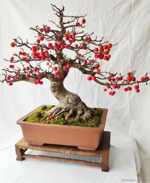 盆景艺术在线-好久没来了,发盆成熟的冬红果 - powered by discuz!