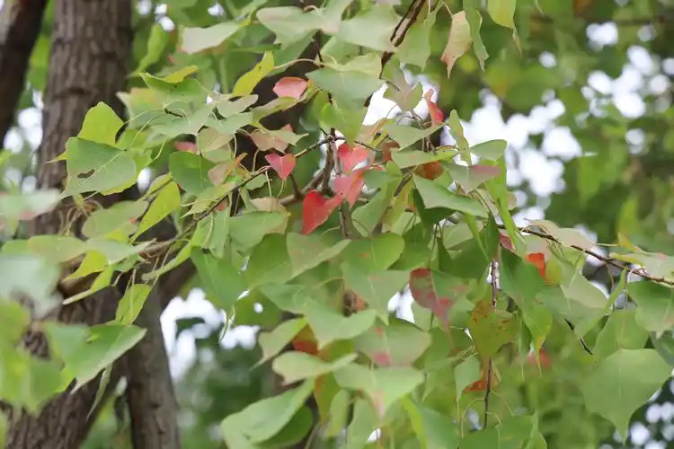 乌桕树(2020年10月5日)